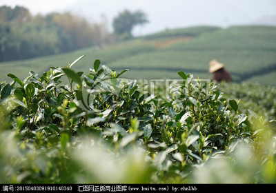 茶韵光影 在汇图网上捕捉茶叶与茶园的千姿百态